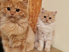 Pisici portocalii - persana/ Garfield