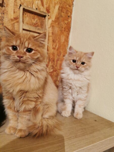 Pisici portocalii - persana/ Garfield.