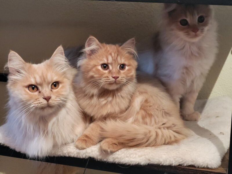 Pisici portocalii - persana/ Garfield.