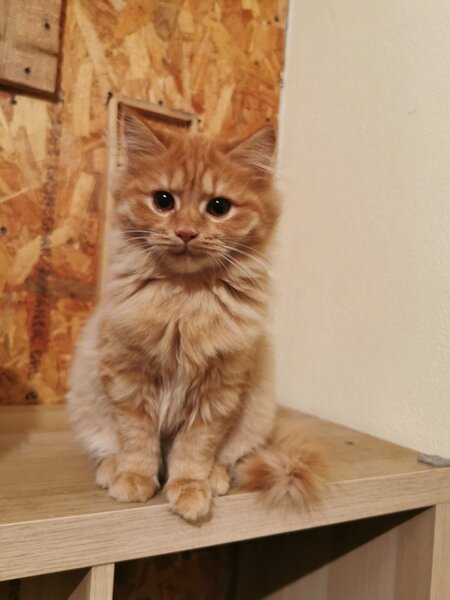 Pisici portocalii - persana/ Garfield.