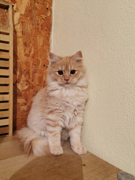 Pisici portocalii - persana/ Garfield.