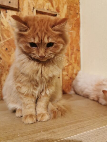 Pisici portocalii - persana/ Garfield.