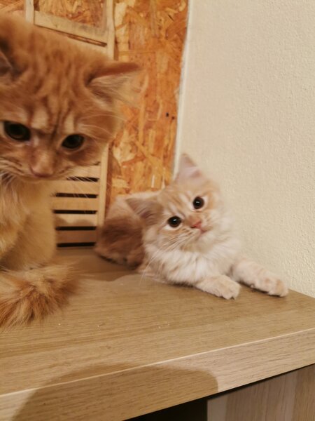 Pisici portocalii - persana/ Garfield.