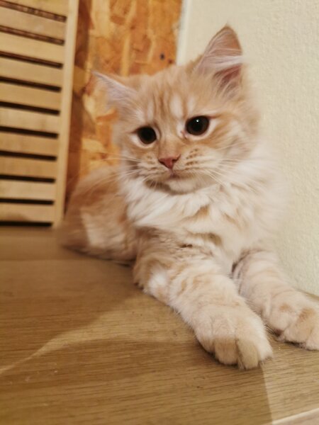 Pisici portocalii - persana/ Garfield.