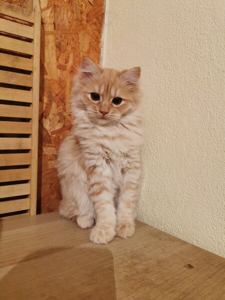 Pisici portocalii - persana/ Garfield.