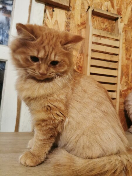 Pisici portocalii - persana/ Garfield.