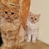 Pisici portocalii - persana/ Garfield